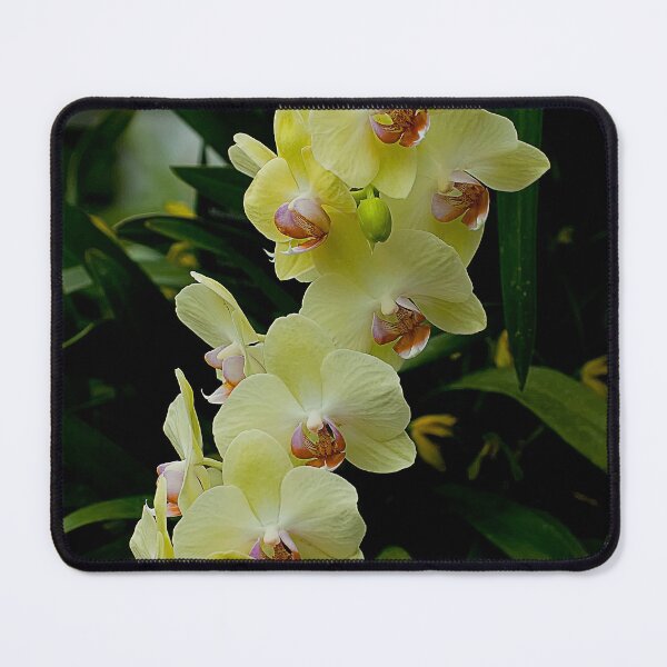 Item preview, Yellow Moth Orchid designed and sold by Michael Cummings.