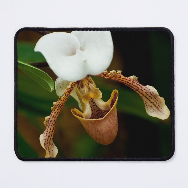 Item preview, Paphiopedilum Orchid designed and sold by Michael Cummings.