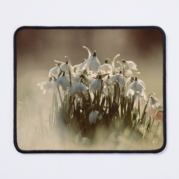 Item preview, Digital Photoghraph  of Snowdrop flowers designed and sold by SimonJohnson1.