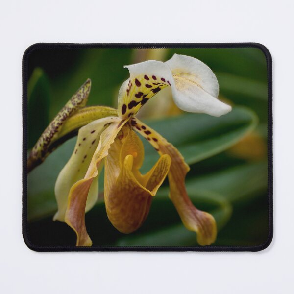 Item preview, Paphiopedilum Orchid designed and sold by Michael Cummings.