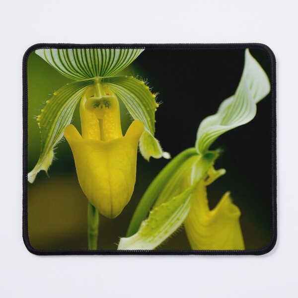 Item preview, Paphiopedilum Orchid designed and sold by Michael Cummings.