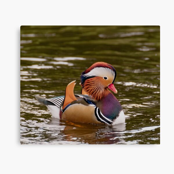 Art Mural Sur Le Theme Canard Mandarin Redbubble