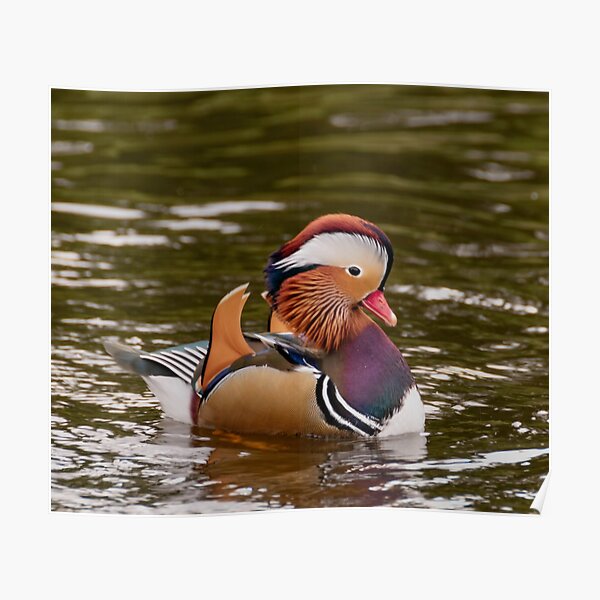 Art Mural Sur Le Theme Canard Mandarin Redbubble