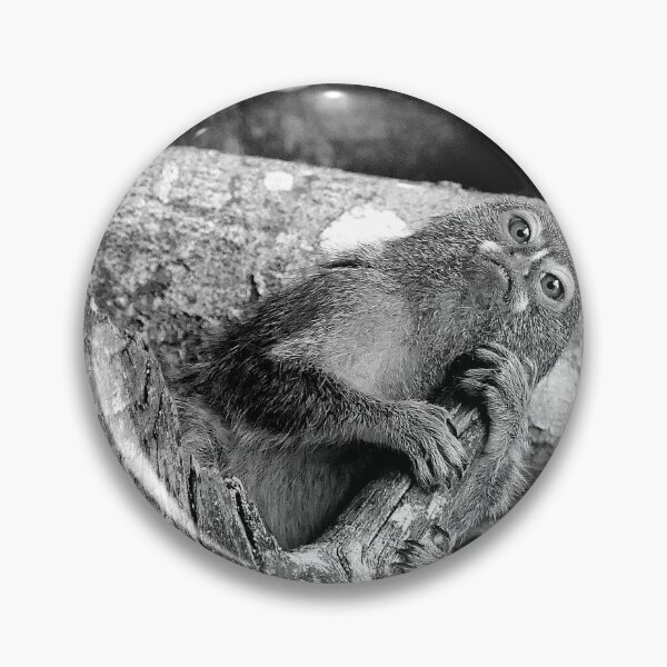 Item preview, r972 / New Finition 2021 " Petit Singe "  Ouistiti Pygmée  "(h)  Olavia-Olao Okaio Créations designed and sold by o.okaïo.