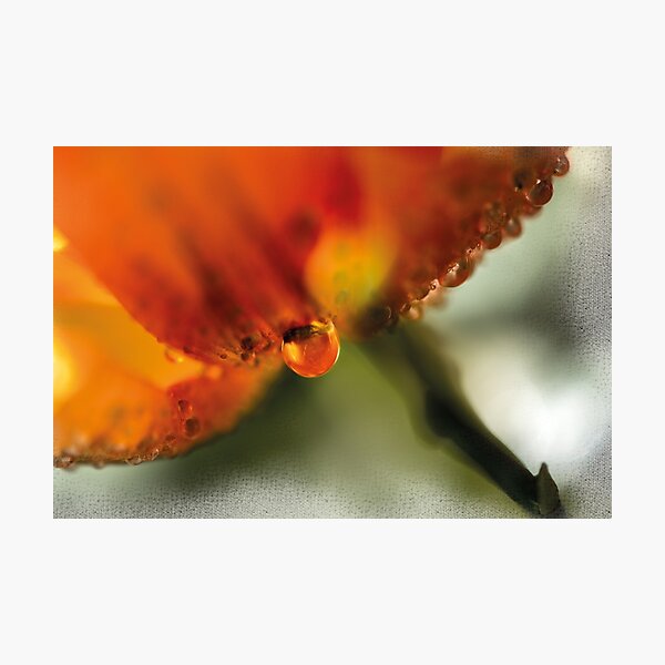 Tropfen an orangefarbener Blüte Fotodruck