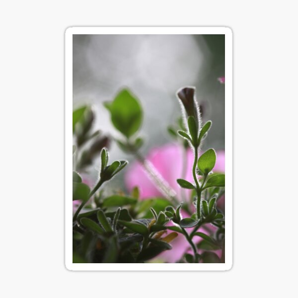 The secret life of flowers Sticker