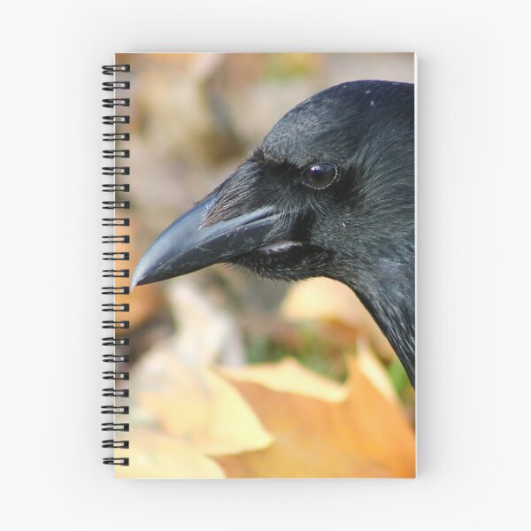Item preview, Carrion Crow with full crop designed and sold by GreyFeatherPhot.