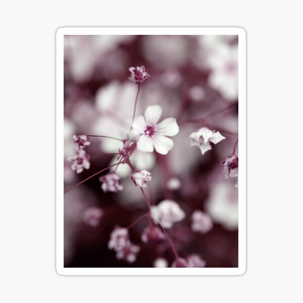 Item preview, From the burgundy gardens of that dream designed and sold by Päivikki Annunen.