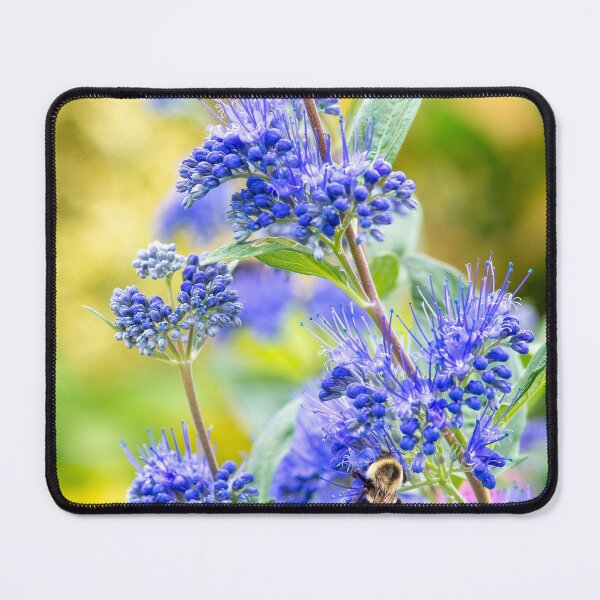 Item preview, Caryopteris 'Dark Knight' designed and sold by Dency Kane.