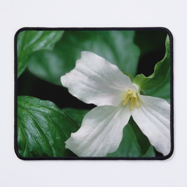 Item preview, Trillium grandiflorum designed and sold by Dency Kane.