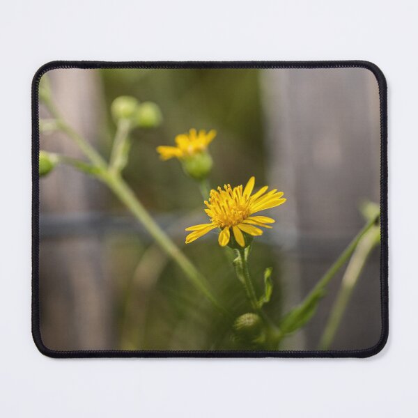 Item preview, Taraxacum designed and sold by KensLensDesigns.