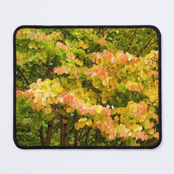Item preview, Dwarf Katsura Tree designed and sold by Dency Kane.