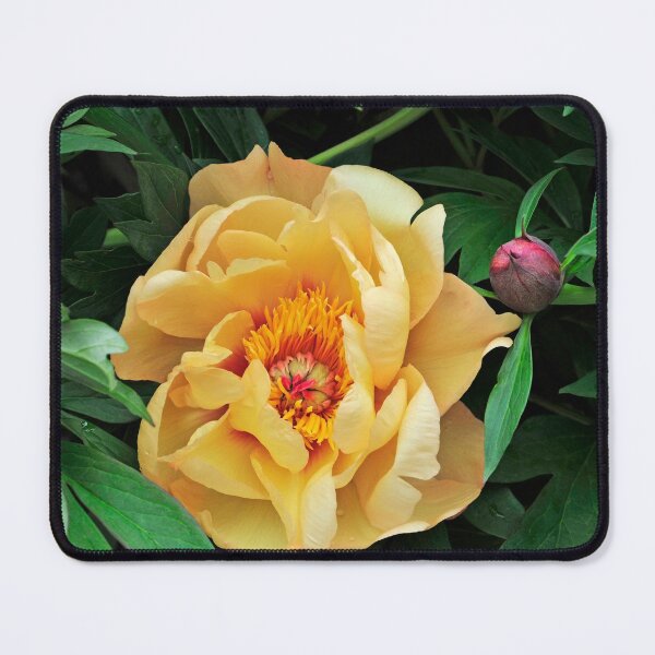Item preview, Yellow Tree Peony designed and sold by Dency Kane.