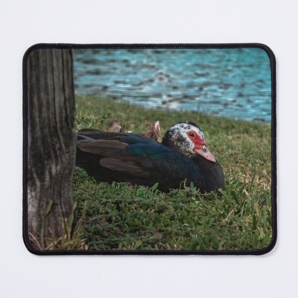 Item preview, Florida Duck Resting In The Grass designed and sold by SaraMargolis.