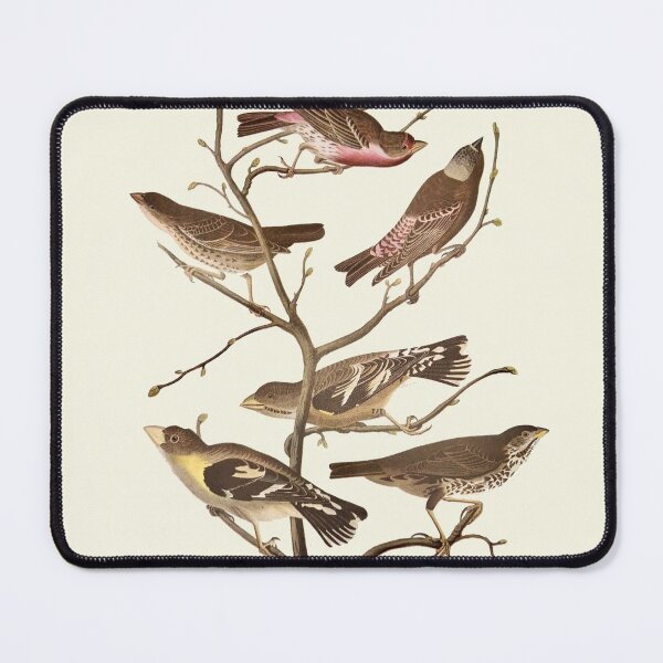 Item preview, Fringillids and Icterid / Sparrows and Finches - Audubon designed and sold by sanerevolution.