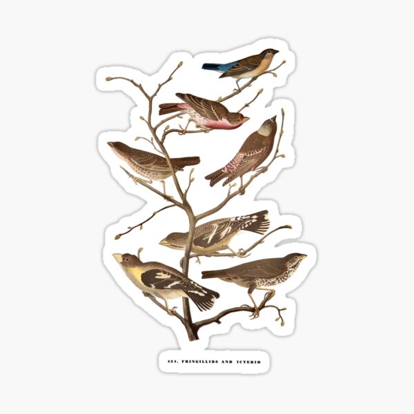 Item preview, Fringillids and Icterid / Sparrows and Finches - Audubon designed and sold by sanerevolution.