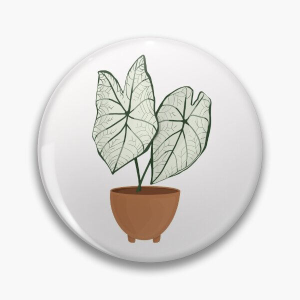 Item preview, Caladium Candidum / Angel Wings Caladium / Houseplant designed and sold by WithAhava.