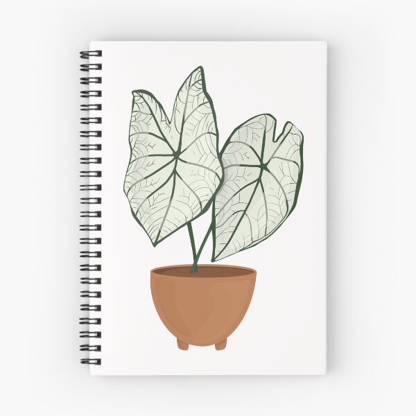 Item preview, Caladium Candidum / Angel Wings Caladium / Houseplant designed and sold by WithAhava.