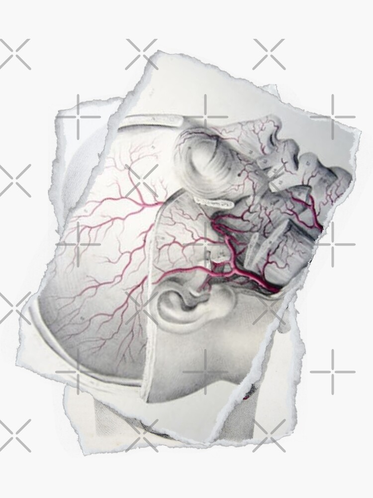 "Anatomical board Facial vascular system Anatomical designs, human body and anatomy boards