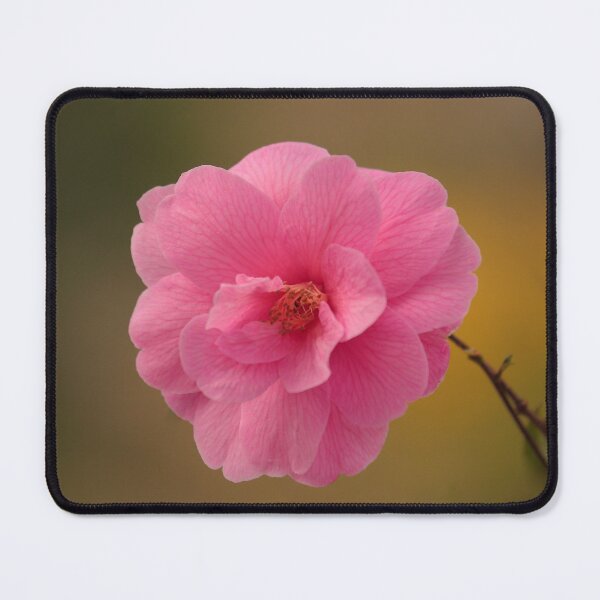 Item preview, Digital photograph of Camelia flower designed and sold by SimonJohnson1.