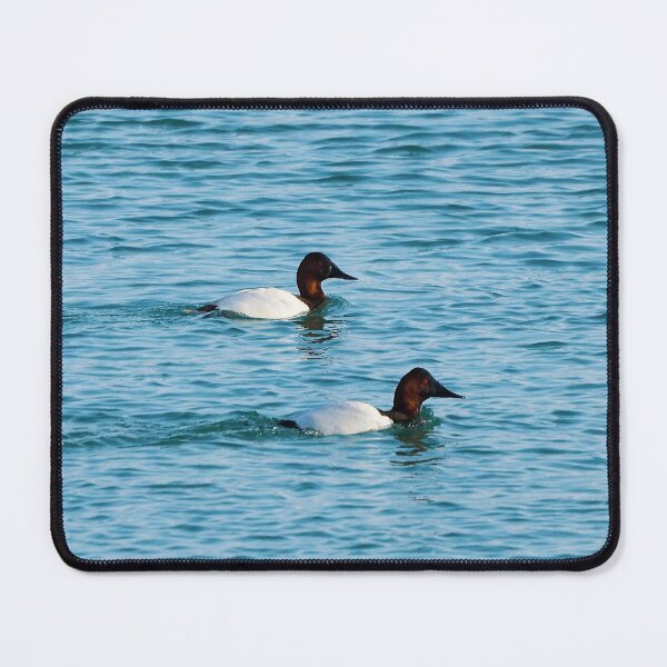 Item preview, Canvasback Ducks Swimming designed and sold by BackyardBirder.