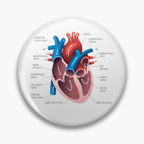 Item preview, poster of human heart anatomy with hand written labels of the main parts designed and sold by Mr Wolf.