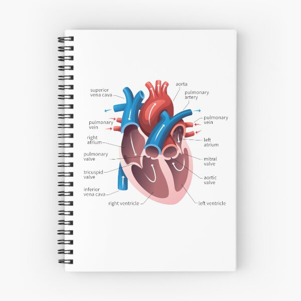 Item preview, poster of human heart anatomy with hand written labels of the main parts designed and sold by Mr Wolf.