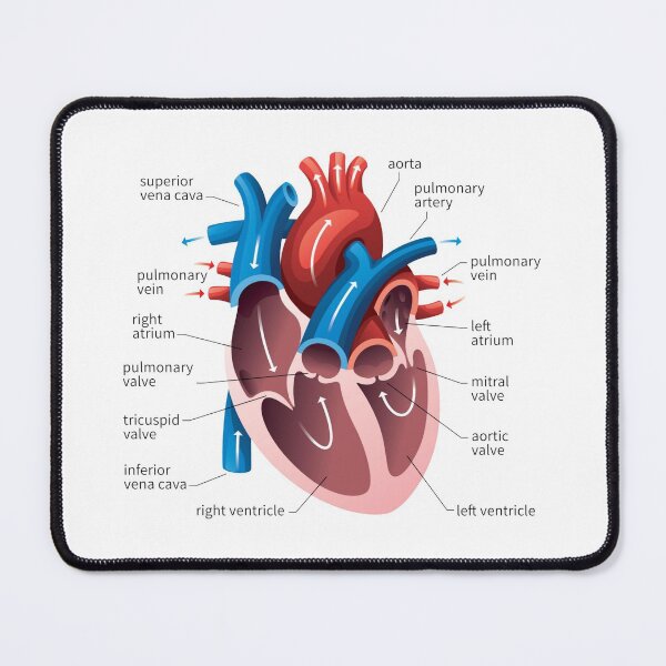 Item preview, poster of human heart anatomy with hand written labels of the main parts designed and sold by Mr Wolf.