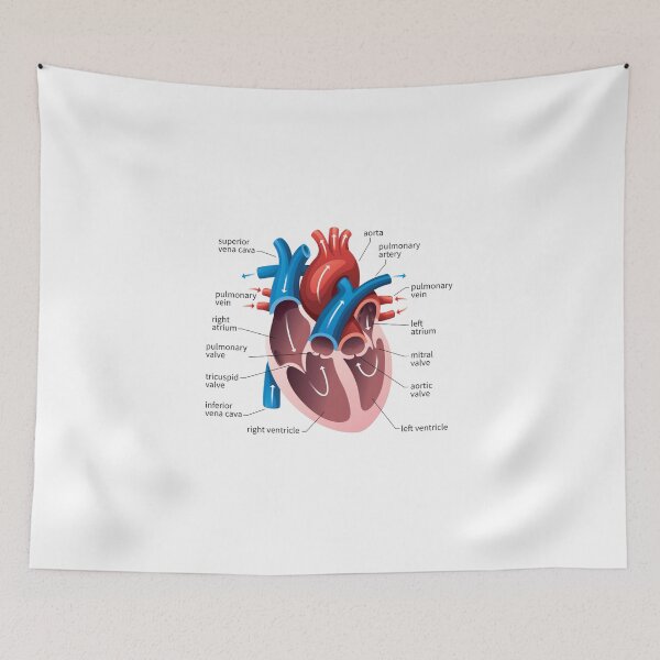 Item preview, poster of human heart anatomy with hand written labels of the main parts designed and sold by Mr Wolf.