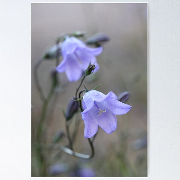 Harebell Campanula rotundifolia - Unique Artworks Collection - Paintings &  Prints, People & Figures, Portraits, Other Portraits - ArtPal