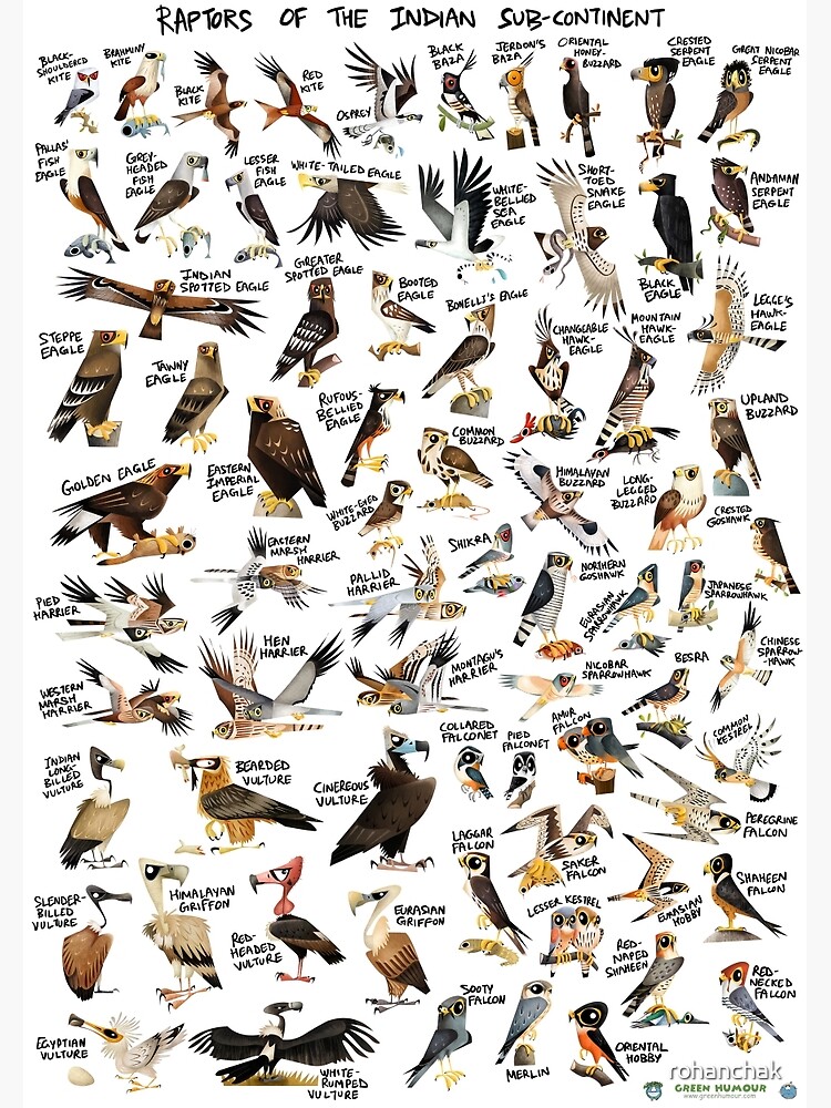 Raptors of the Indian Subcontinent