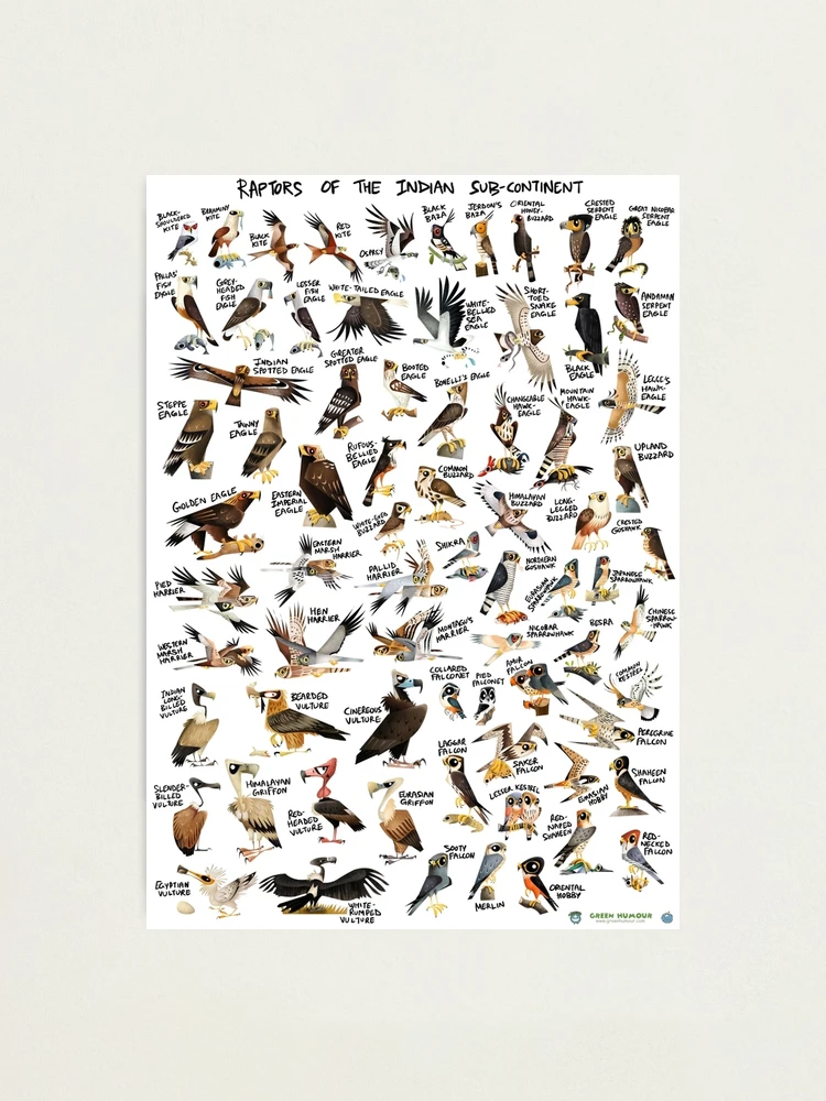 洋書 BIRDS OF PREY OF THE INDIAN SUBCONTINENT Birds of Prey of The Indian Subcontinent | Om Book Shop