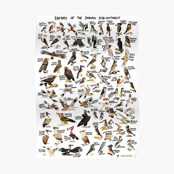 Raptors of the Indian Subcontinent Poster