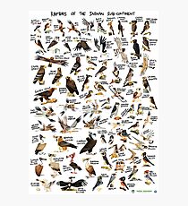 Raptors of the Indian Subcontinent Photographic Print
