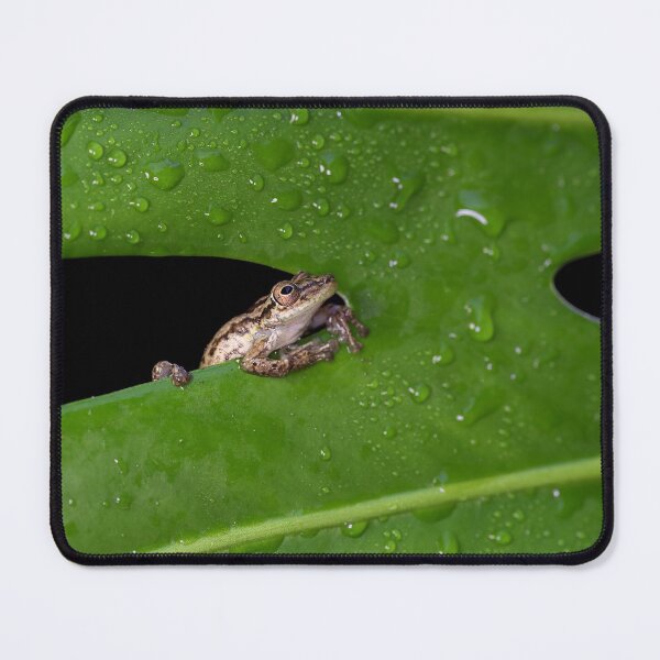 Item preview, Pura Vida Frog designed and sold by mlorenz.