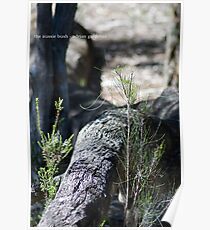 The Aussie Bush Poster