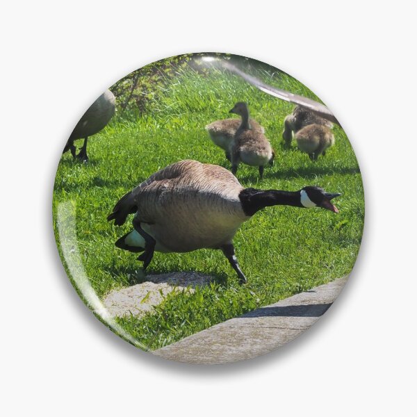 Item preview, Canada Goose Watching Its Goslings - Wild Canada Goose Bird designed and sold by BackyardBirder.