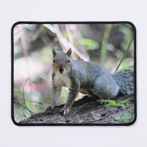 Item preview, GREY SQUIRREL designed and sold by BOLLA67.