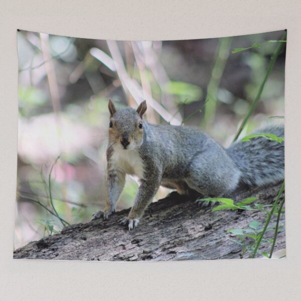 Item preview, GREY SQUIRREL designed and sold by BOLLA67.