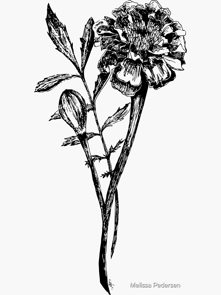Buy Marigold Art Sketch, Tagetes, October Birth Flower, Line Drawing,  Papercraft, Large, Botanical Print, Black White, Printable Coloring Page  Online in India - Etsy