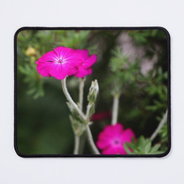 Item preview, little pink designed and sold by laura-S.