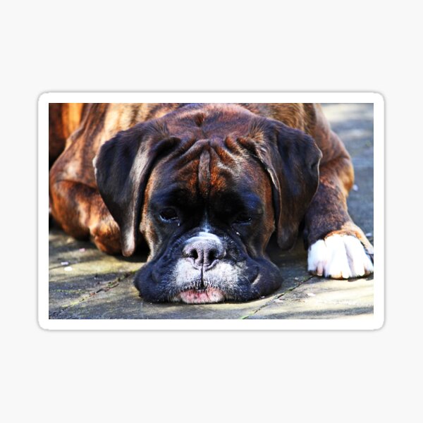 Such is Life -Boxer Dogs Series- Sticker