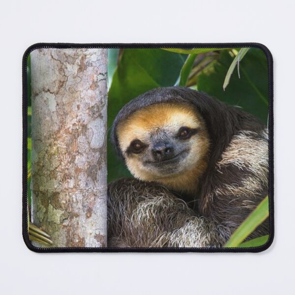 Item preview, SLOTH  designed and sold by CricciethPrint.