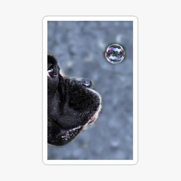 It's A Bubble -Boxer Dogs Series- Sticker
