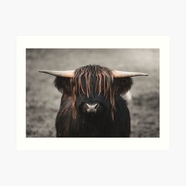 Highland Cow with awesome fringe. Art Print