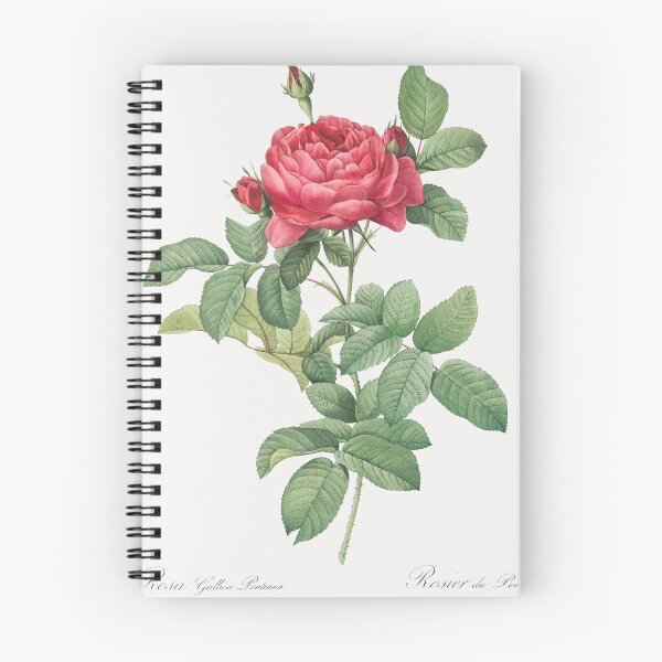 Item preview, Bridge Rose (1817–1824) - Pierre-Joseph Redouté designed and sold by chamomile-cafe.