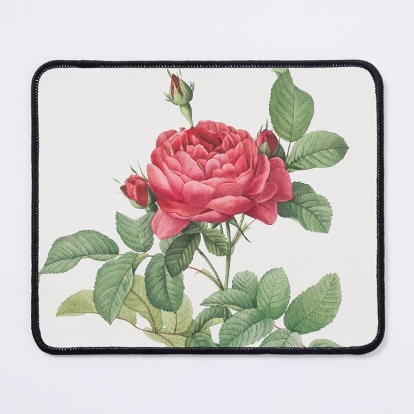 Item preview, Bridge Rose (1817–1824) - Pierre-Joseph Redouté designed and sold by chamomile-cafe.