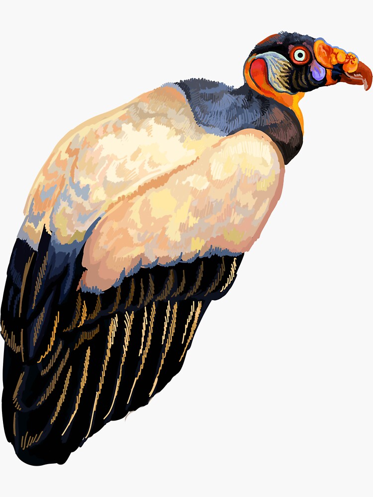 "king vulture" Sticker by tytonidae | Redbubble