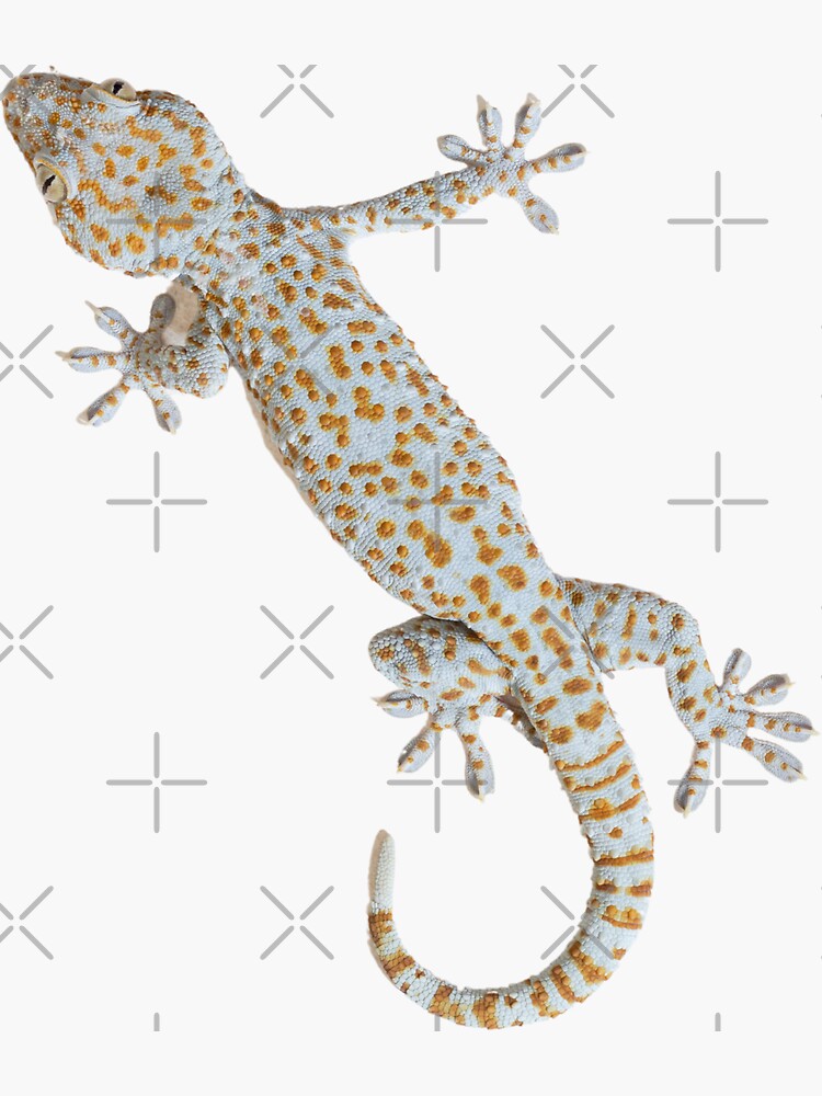 Gecko in mouse glue trap Stock Photo