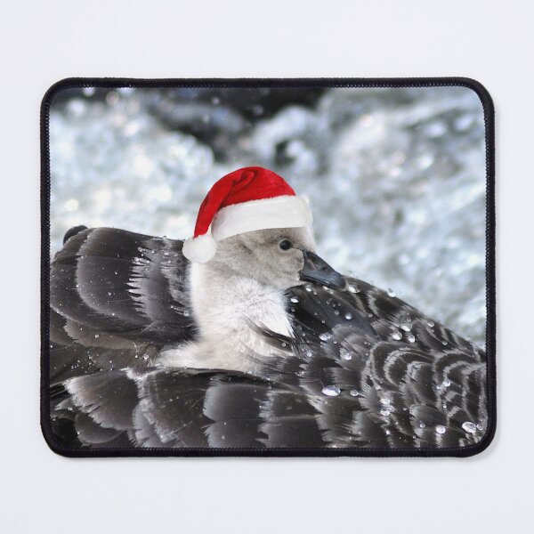 Item preview, Black Swan cygnet ready for Christmas designed and sold by rosiephotos.